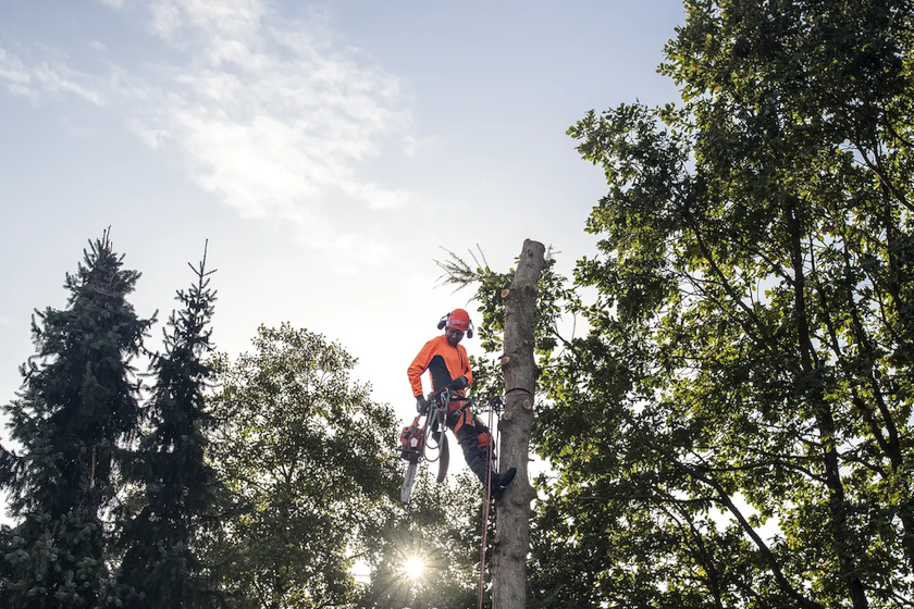 Cuneo per arboristi 4"